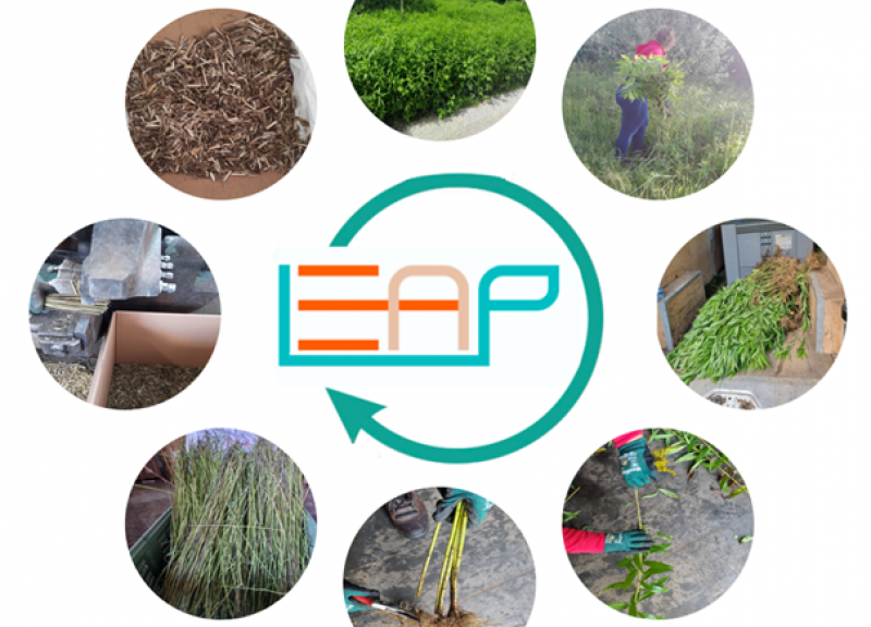 Iz invazivnih tujerodnih rastlinskih vrst je nastala prva preprosta embalaža v sklopu projekta LEAP